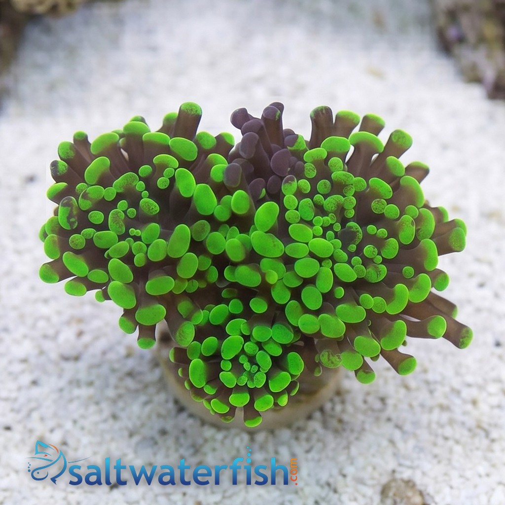 Hammer Coral:Branching Neon Green - Aquacultured