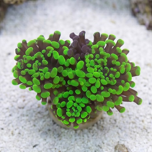 Hammer Coral:Branching Neon Green - Aquacultured