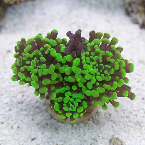 Hammer Coral:Branching Neon Green - Aquacultured