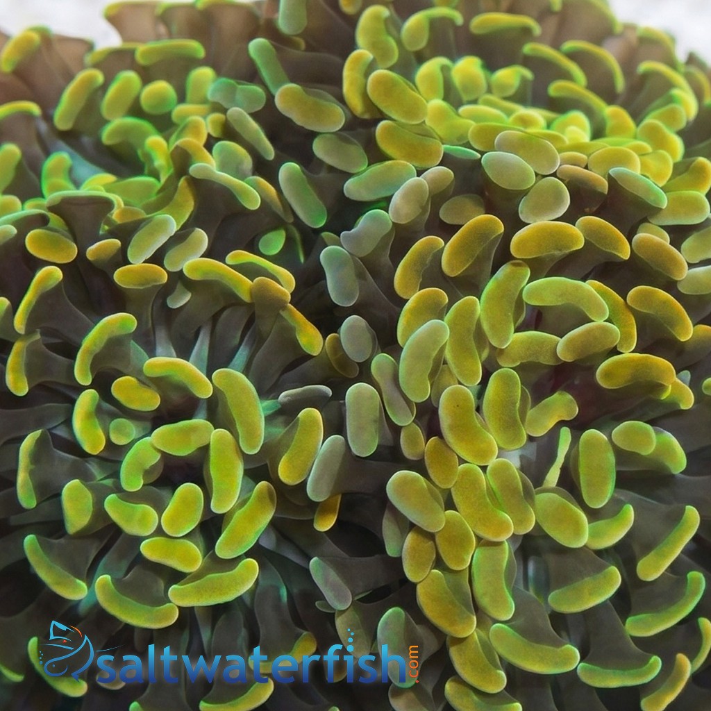 Hammer Coral:Branching Gold / Green - Aquacultured