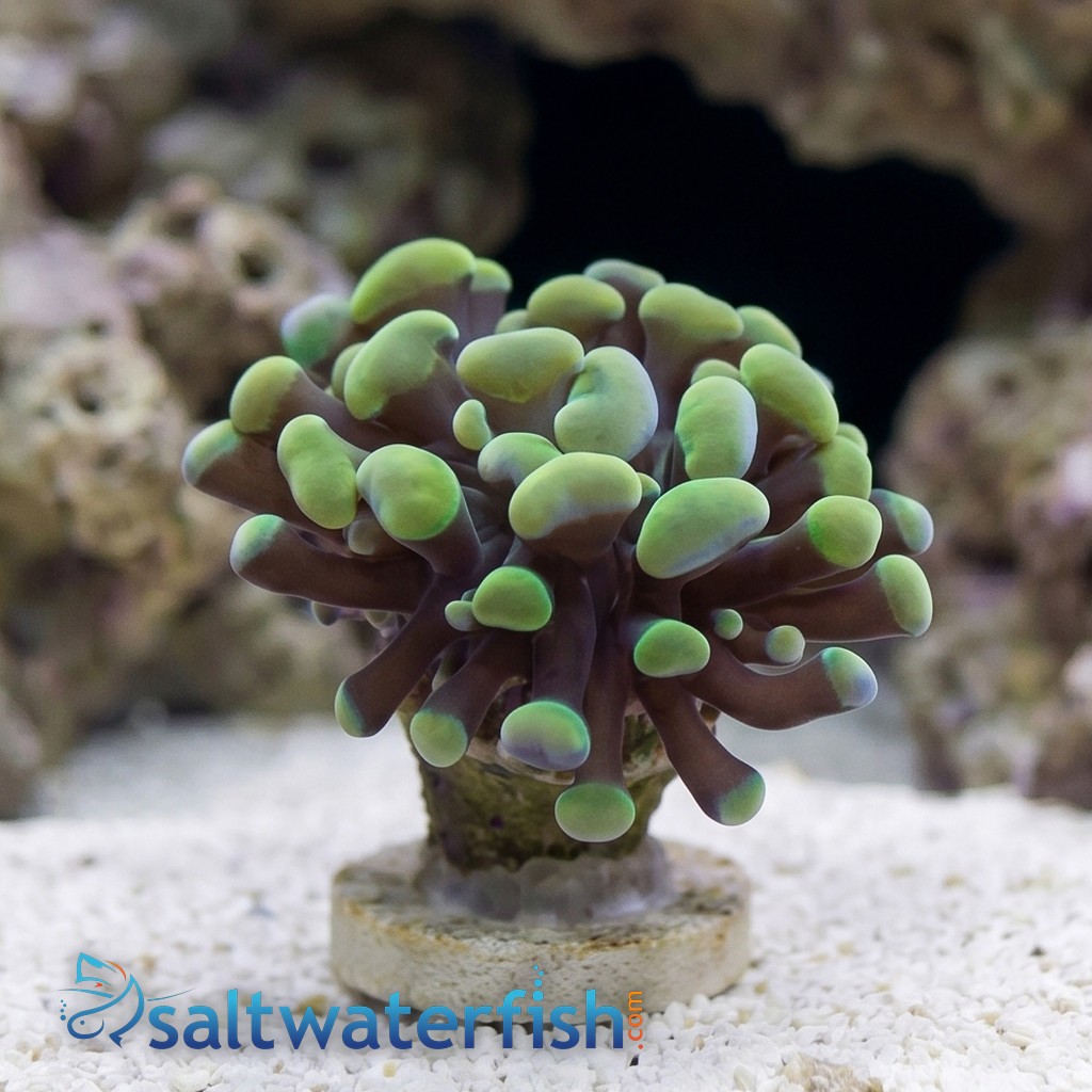 Hammer Coral:Branching Gold / Green - Aquacultured