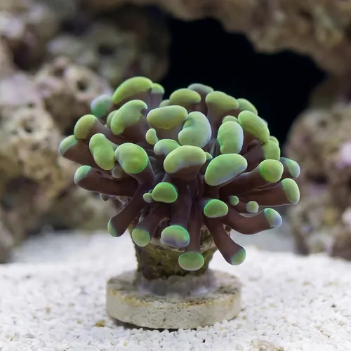 Hammer Coral:Branching Gold / Green - Aquacultured