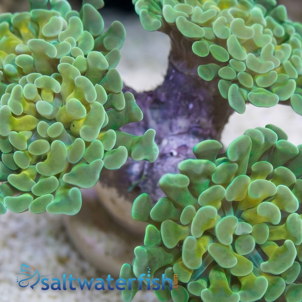 Hammer Coral:Branching Gold / Green - Aquacultured