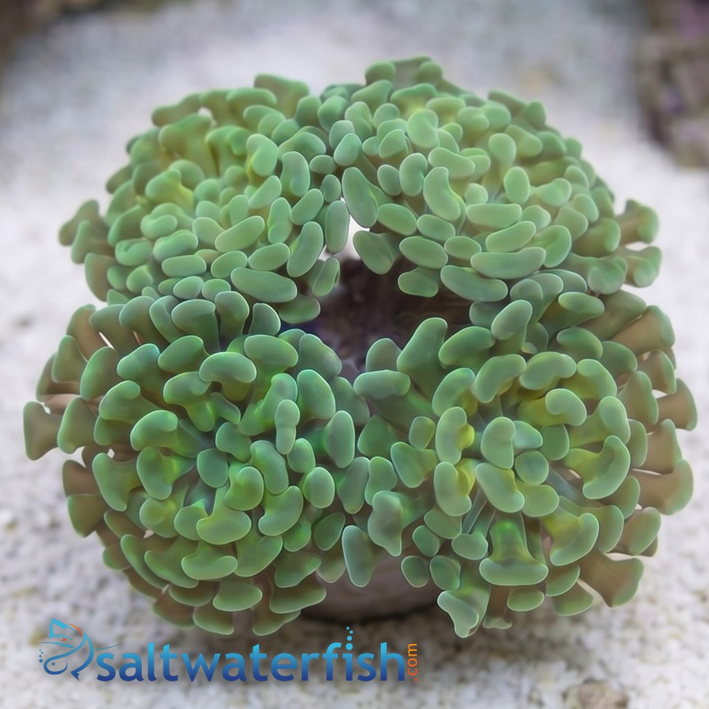 Hammer Coral:Branching Gold / Green - Aquacultured