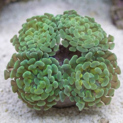 Hammer Coral:Branching Gold / Green - Aquacultured