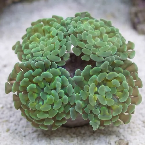 Hammer Coral:Branching Gold / Green - Aquacultured