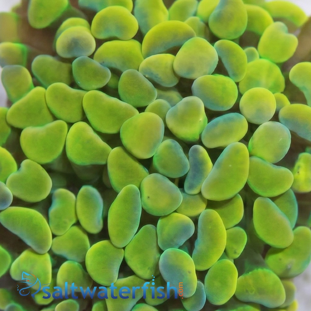 Hammer Coral:Branching Gold / Green - Aquacultured