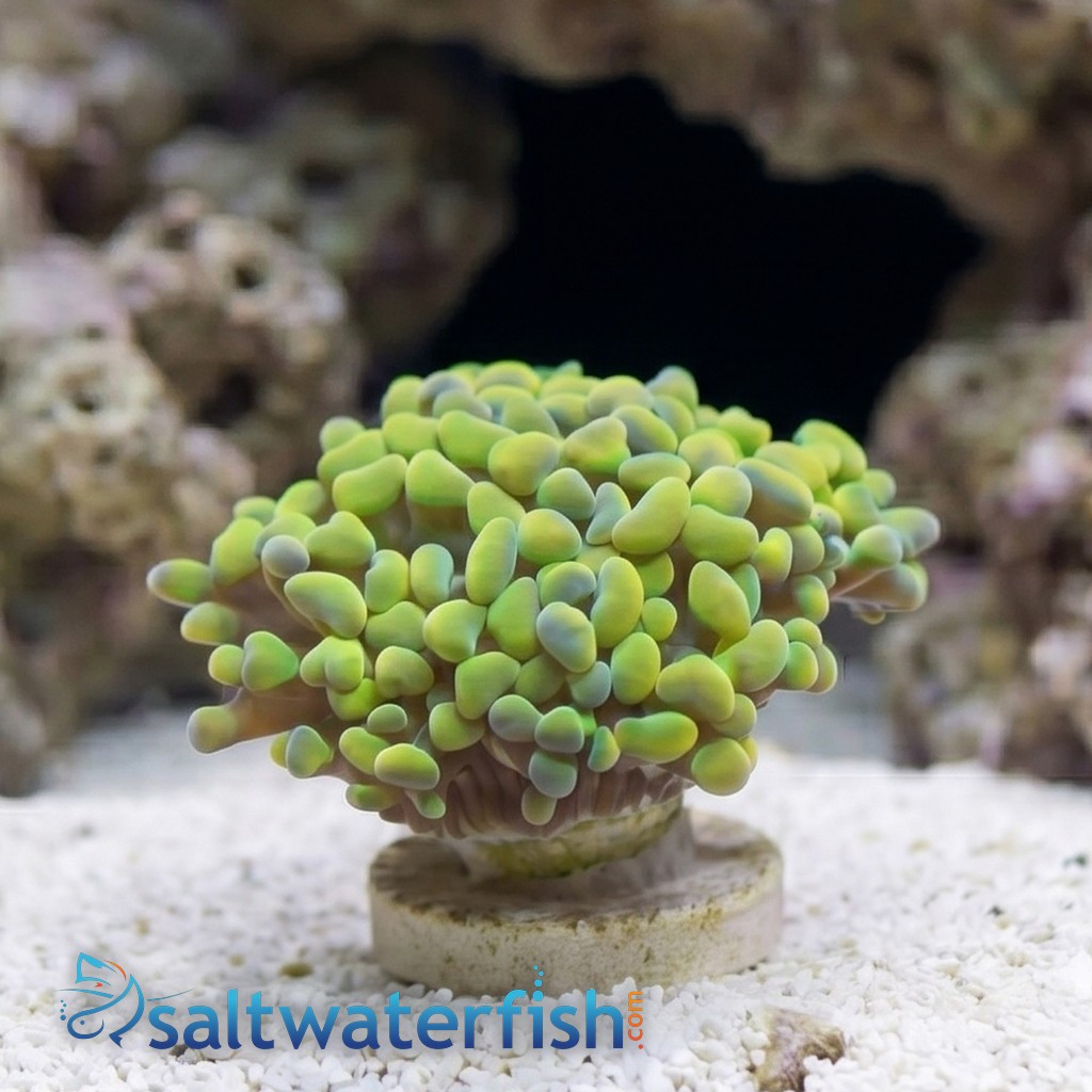 Hammer Coral:Branching Gold / Green - Aquacultured