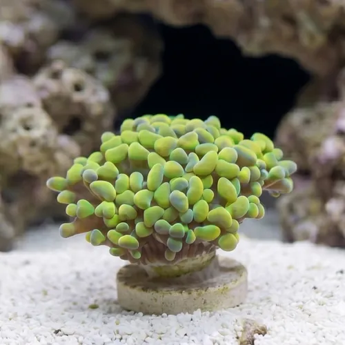 Hammer Coral:Branching Gold / Green - Aquacultured