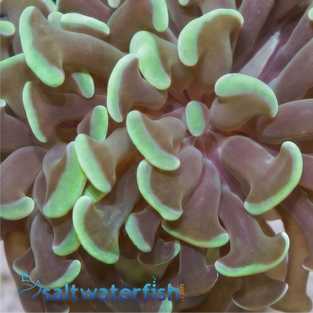 Hammer Coral: Branching Green - Australia