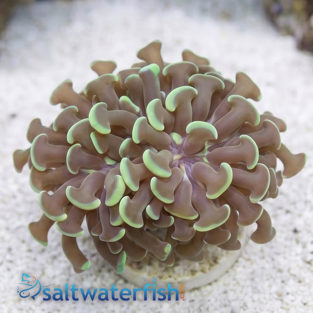 Hammer Coral: Branching Green - Australia