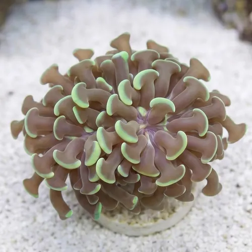 Hammer Coral: Branching Green - Australia