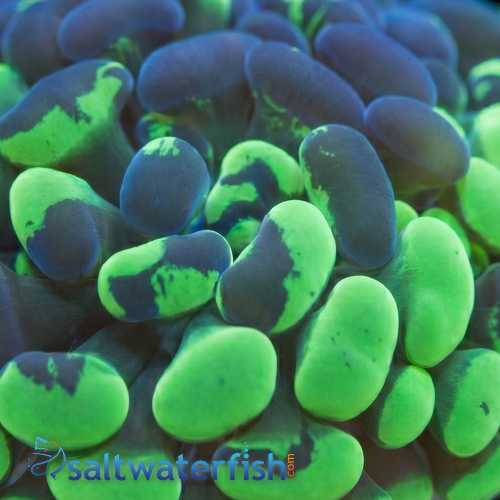 Hammer Coral: Branching Neon Green Splatter - Aquacultured