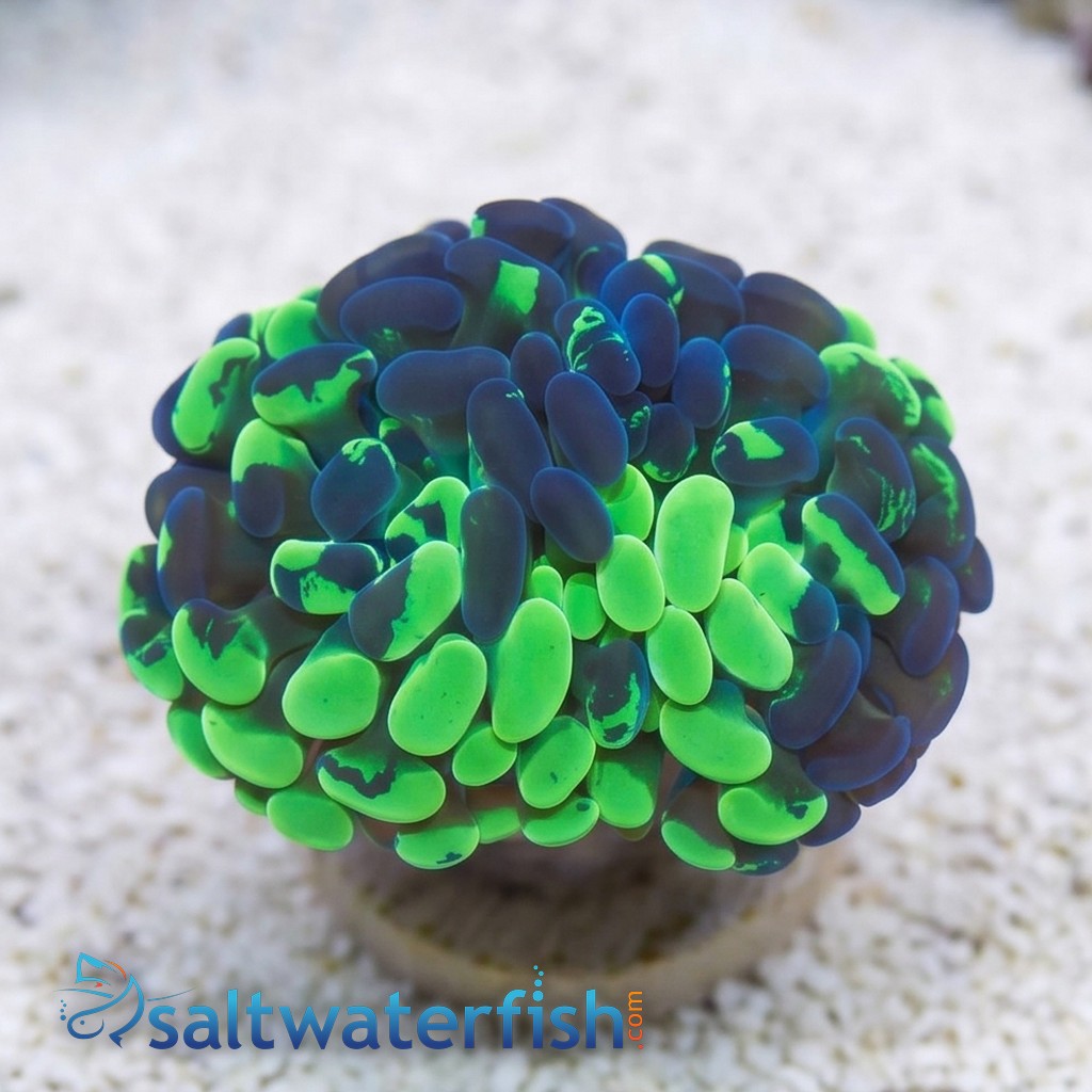 Hammer Coral: Branching Neon Green Splatter - Aquacultured