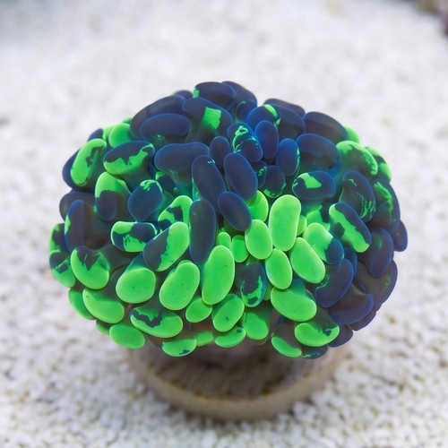 Hammer Coral: Branching Neon Green Splatter - Aquacultured