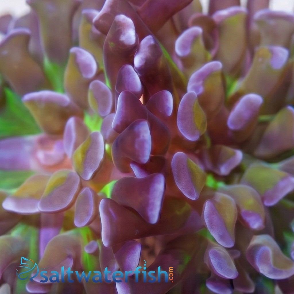 Hammer Coral Branching: Green Center w/ Gold Tentacle and Purple Tips - Aquacultured