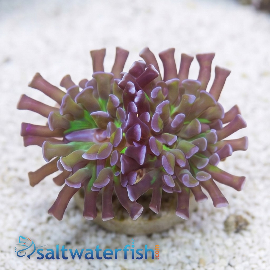 Hammer Coral Branching: Green Center w/ Gold Tentacle and Purple Tips - Aquacultured