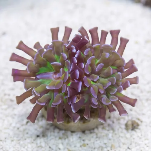 Hammer Coral Branching: Green Center w/ Gold Tentacle and Purple Tips - Aquacultured