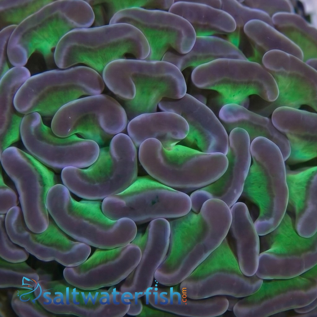 Hammer Coral:Branching Green w/ Pink Tips - Aquacultured
