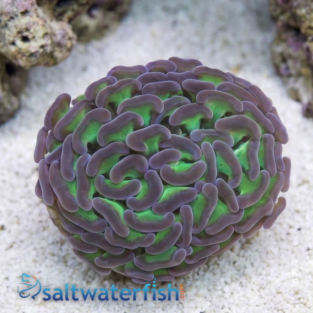 Hammer Coral:Branching Green w/ Pink Tips - Aquacultured