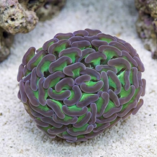 Hammer Coral:Branching Green w/ Pink Tips - Aquacultured
