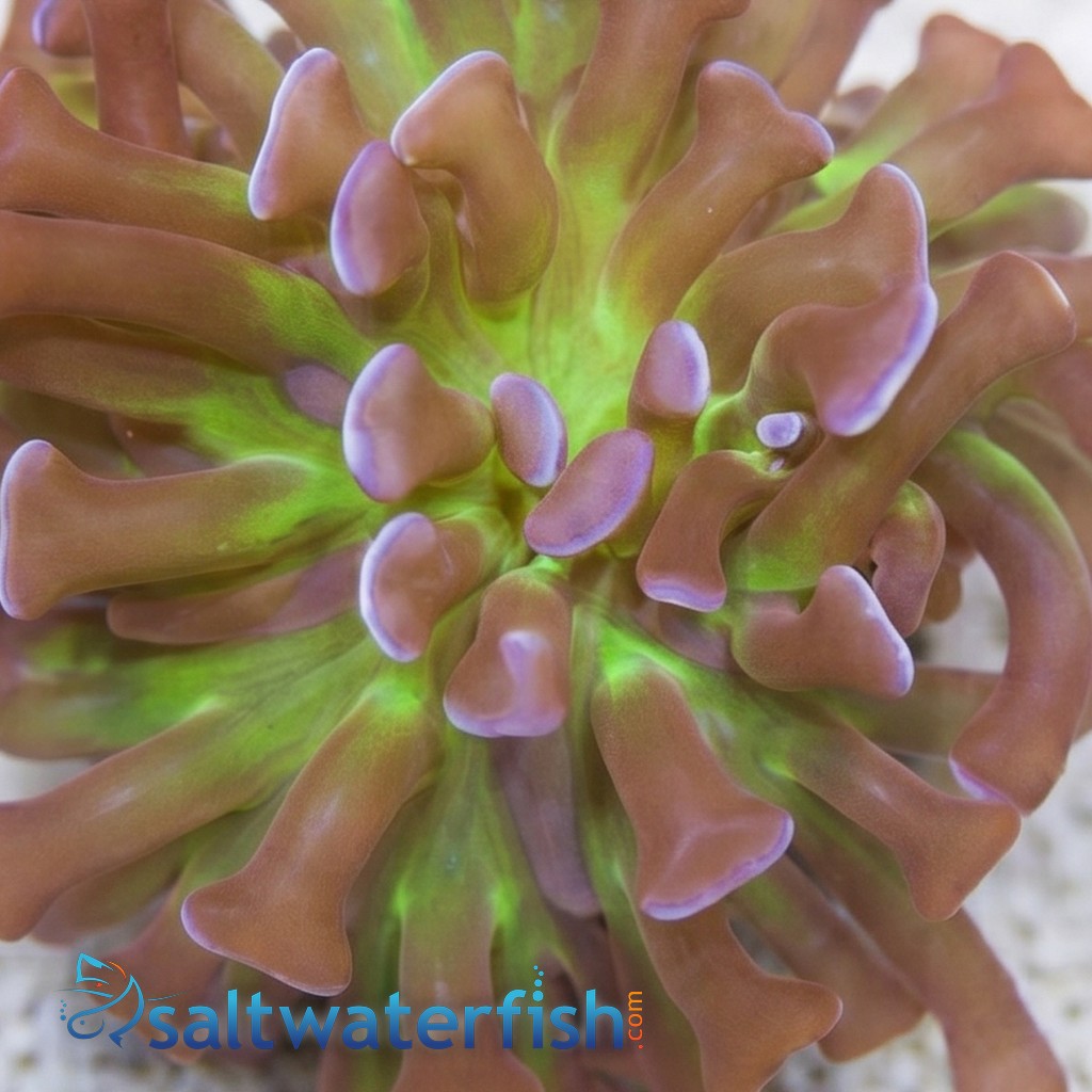 Hammer Coral: Branching PurpleTips w/ Green Tentacles - Aquacultured