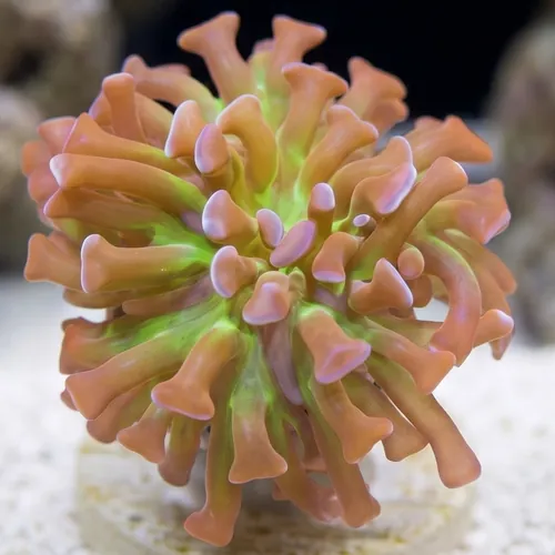 Hammer Coral: Branching PurpleTips w/ Green Tentacles - Aquacultured