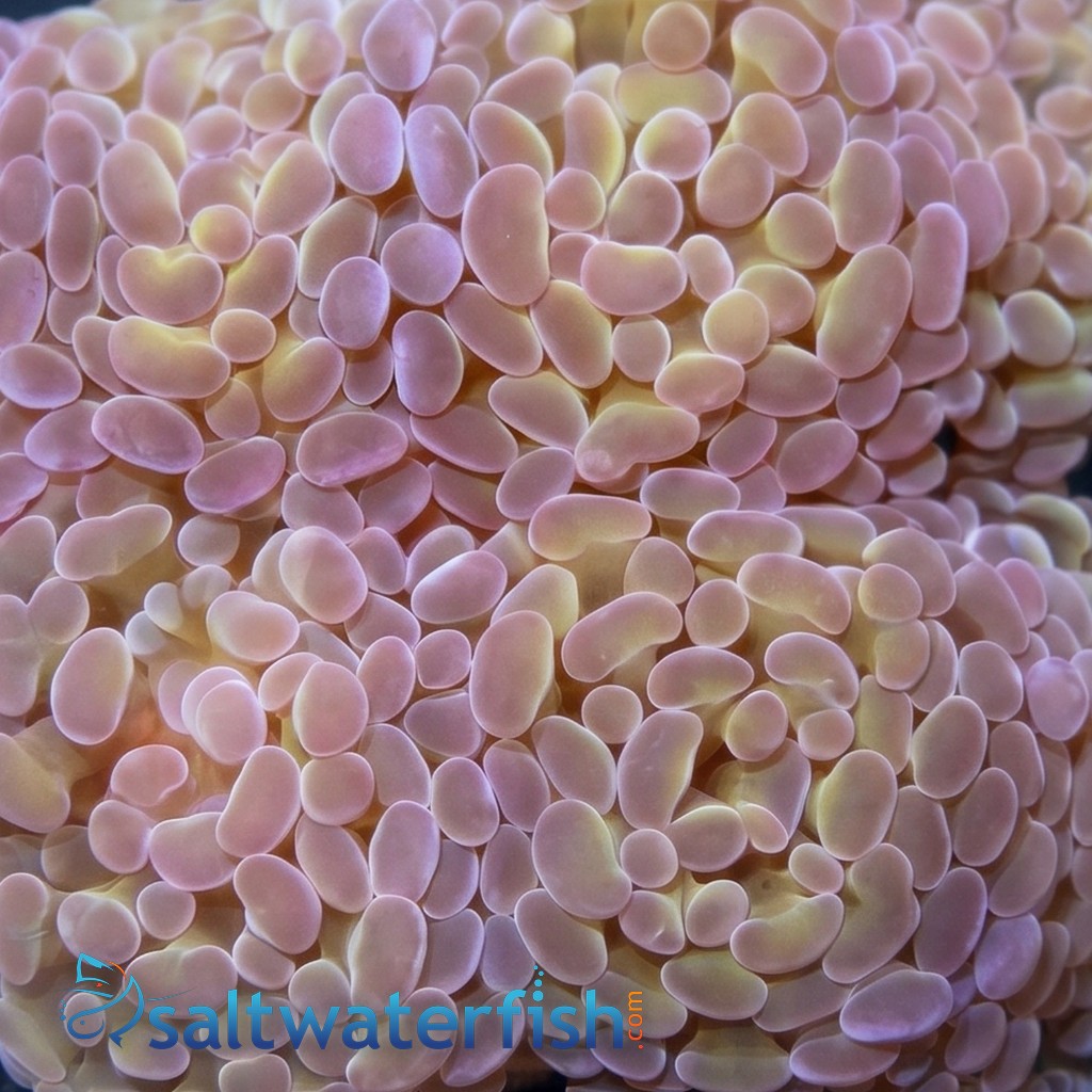Hammer Coral Branching: Gold w/ Purple Tips - Aquacultured