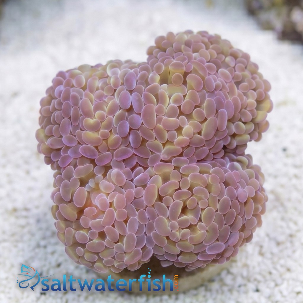 Hammer Coral Branching: Gold w/ Purple Tips - Aquacultured