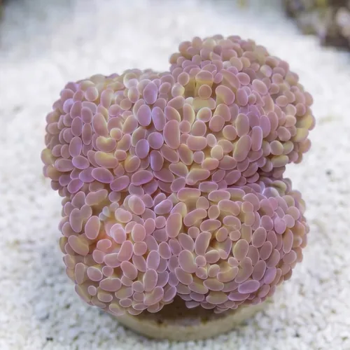 Hammer Coral Branching: Gold w/ Purple Tips - Aquacultured