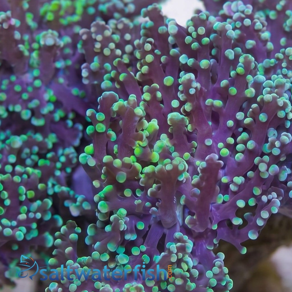 Octospawn: Green