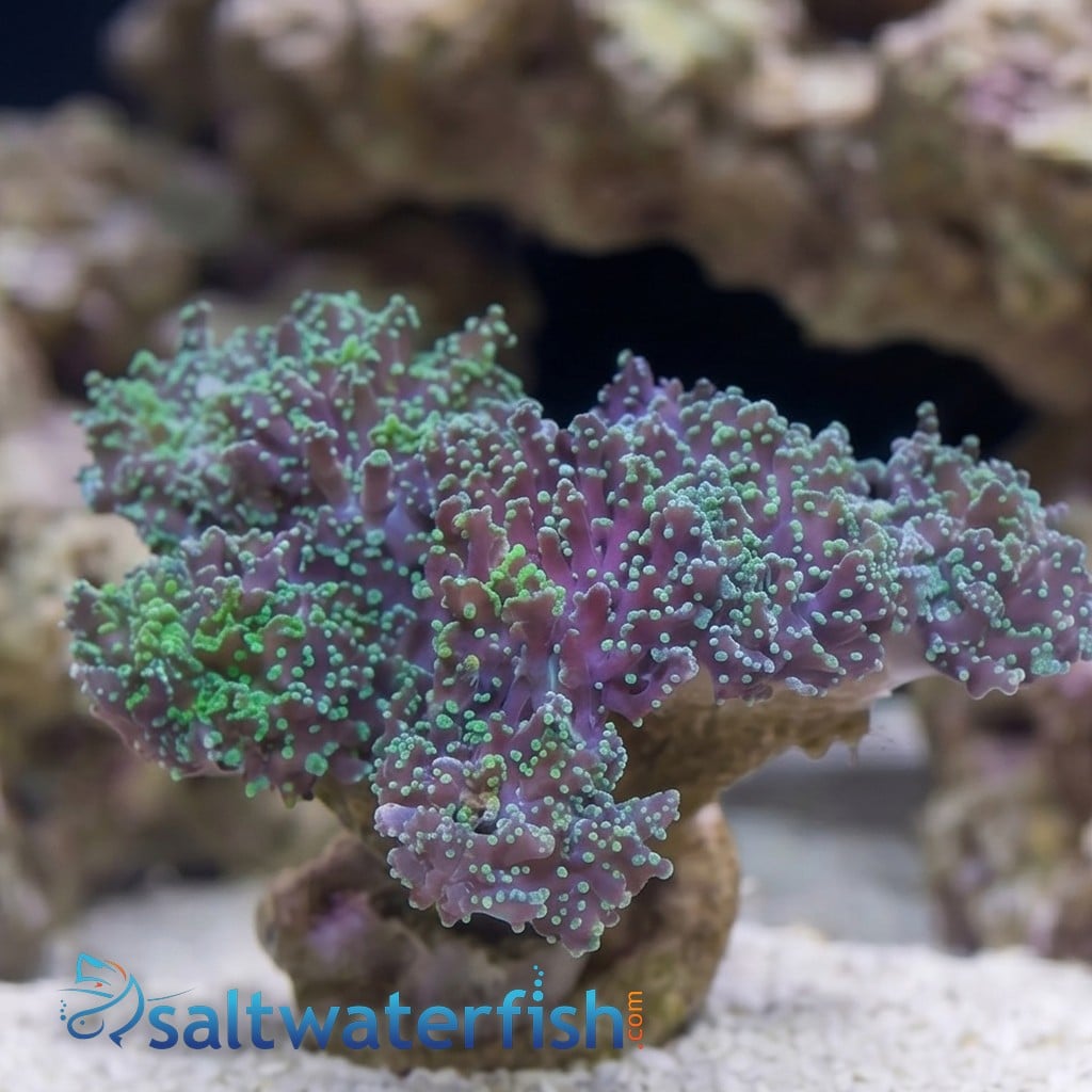 Octospawn: Green