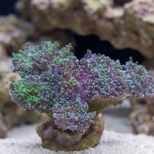 Octospawn: Green