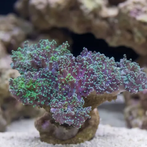 Octospawn: Green