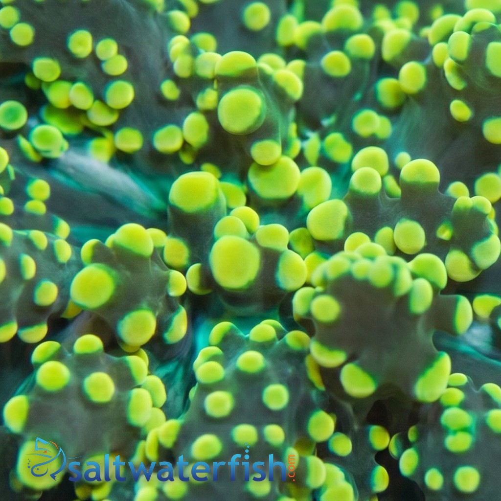 Octospawn Branching: Neon Green