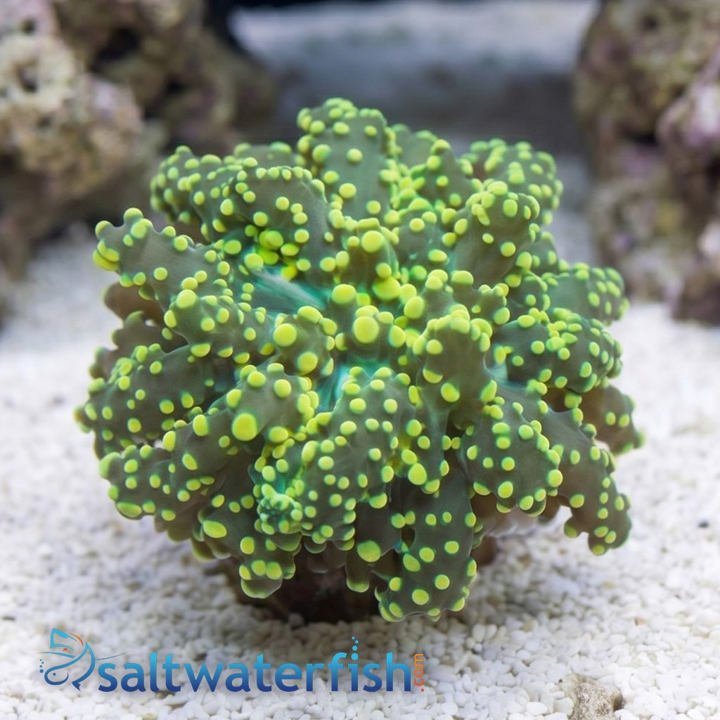 Octospawn Branching: Neon Green