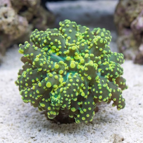 Octospawn Branching: Neon Green