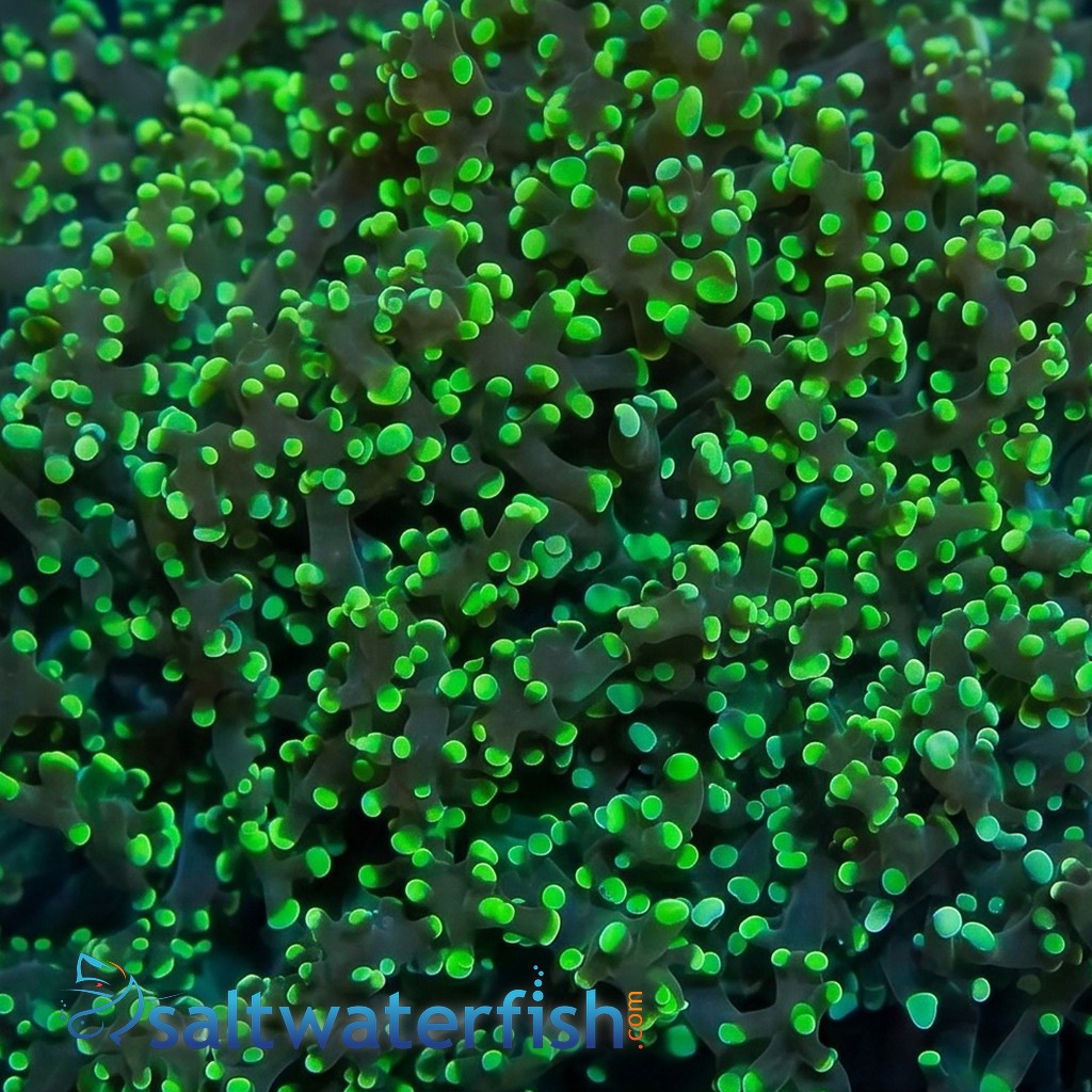 Octospawn Branching: Neon Green - Indo Pacific