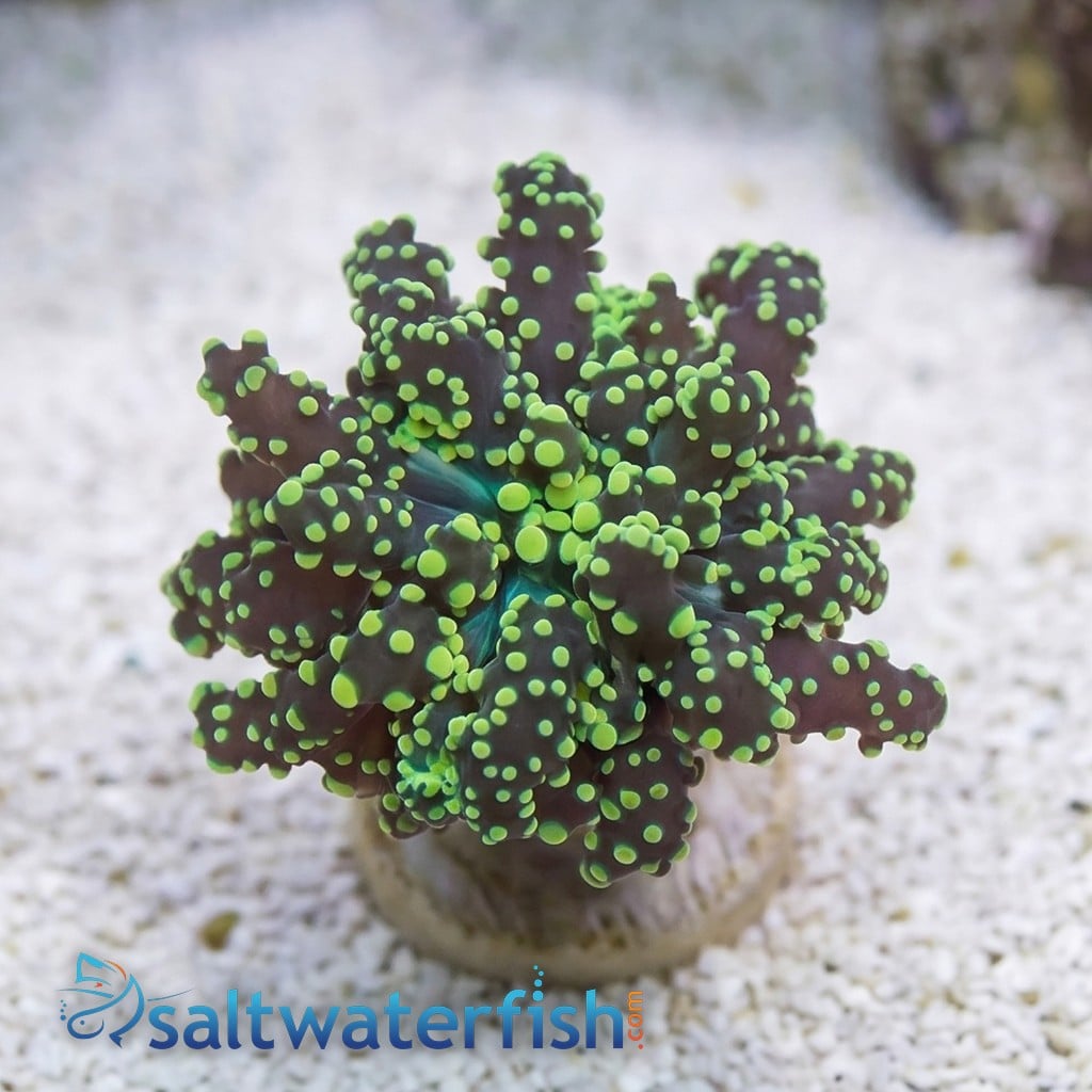 Octospawn Branching: Neon Green - Indo Pacific