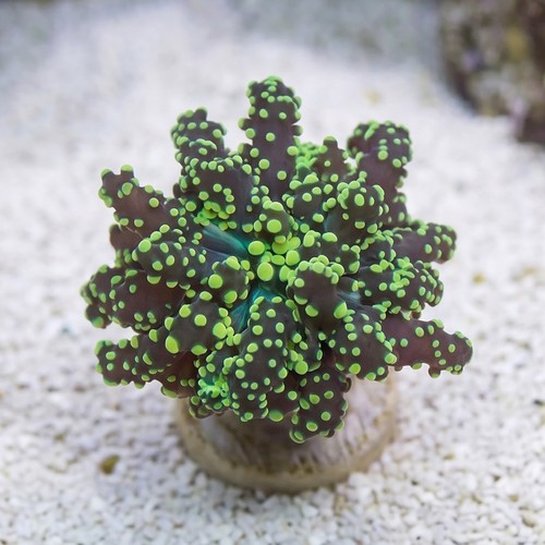 Octospawn Branching: Neon Green - Indo Pacific