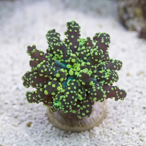 Octospawn Branching: Neon Green - Indo Pacific