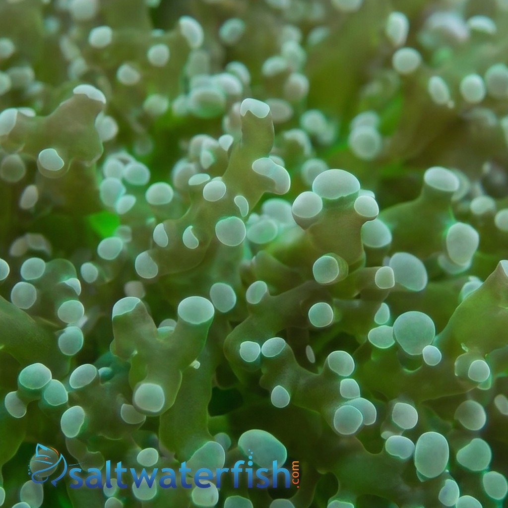 Octospawn Branching - Indo Pacific