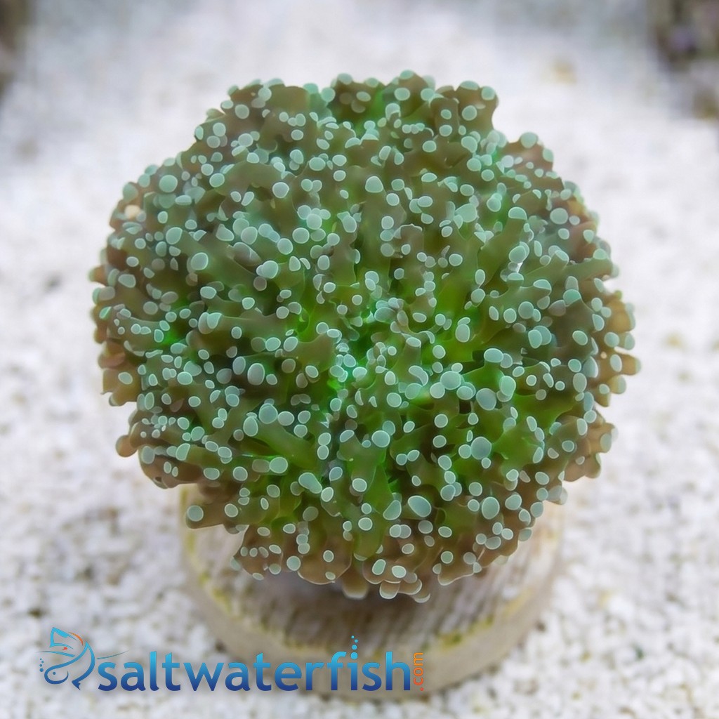 Octospawn Branching - Indo Pacific