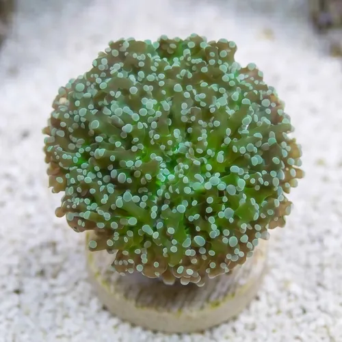 Octospawn Branching - Indo Pacific