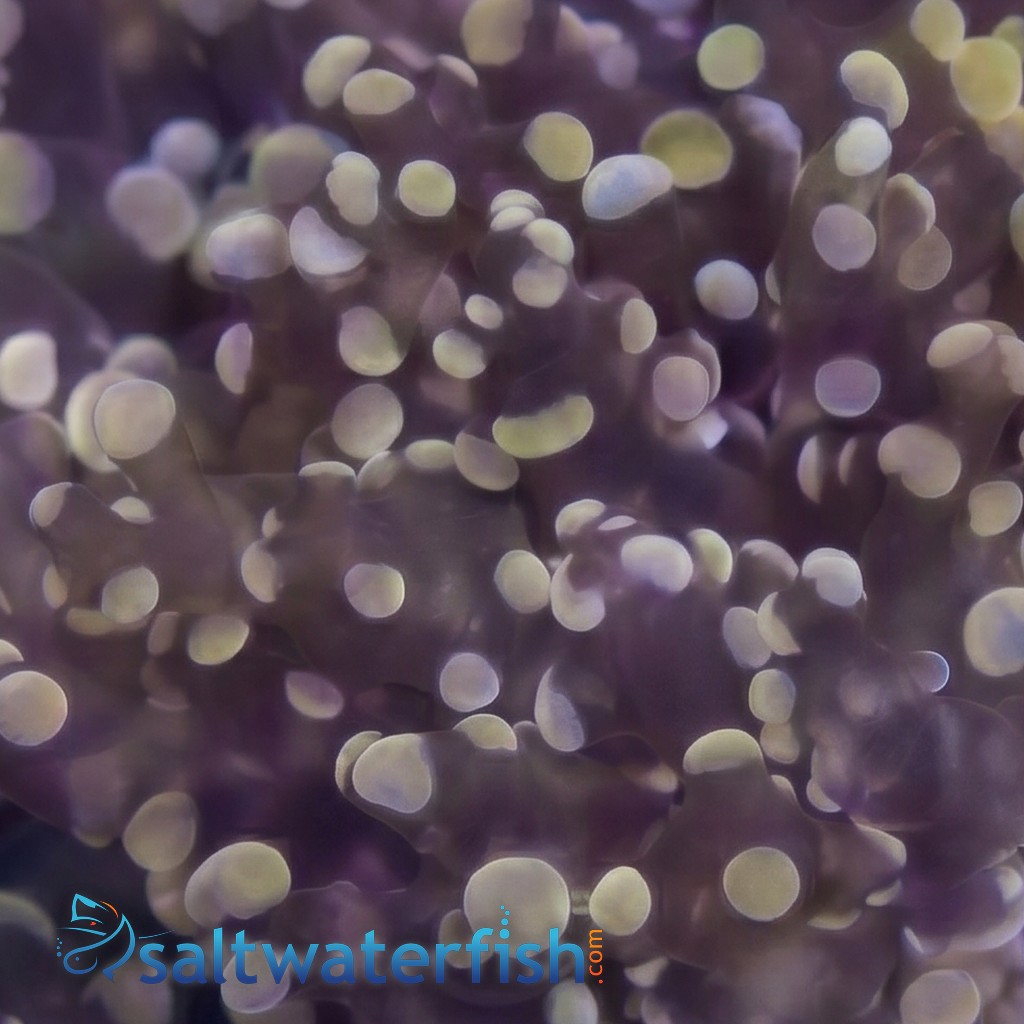 Octospawn Branching : Gold - Aquacultured