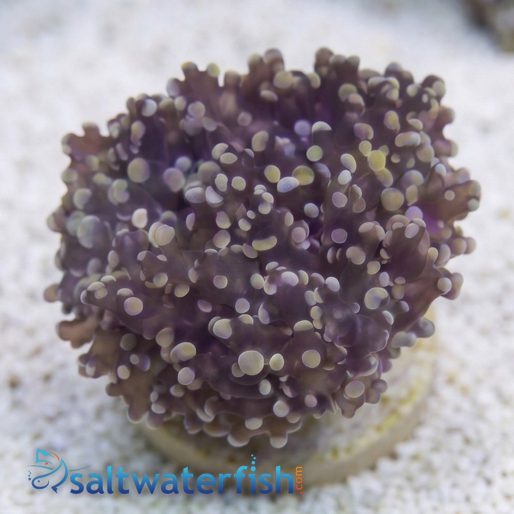 Octospawn Branching : Gold - Aquacultured