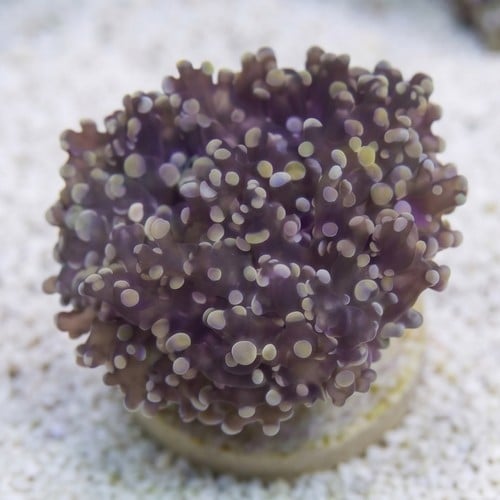 Octospawn Branching : Gold - Aquacultured