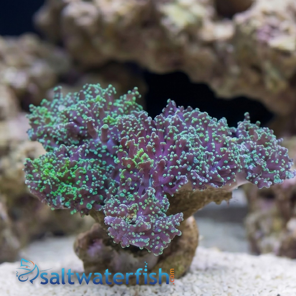 Octospawn Branching : Green - Indo Pacific
