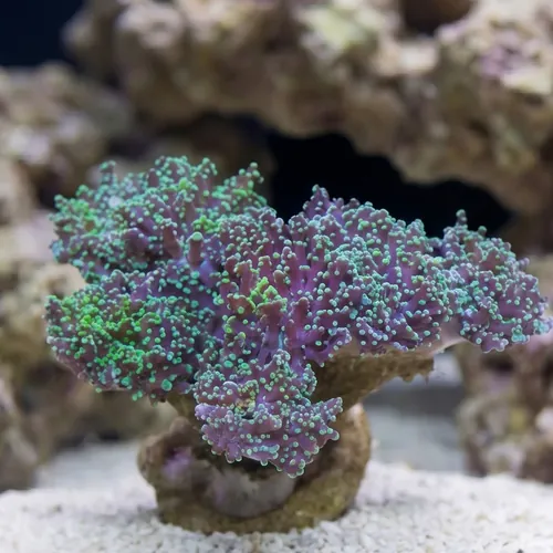 Octospawn Branching : Green - Indo Pacific