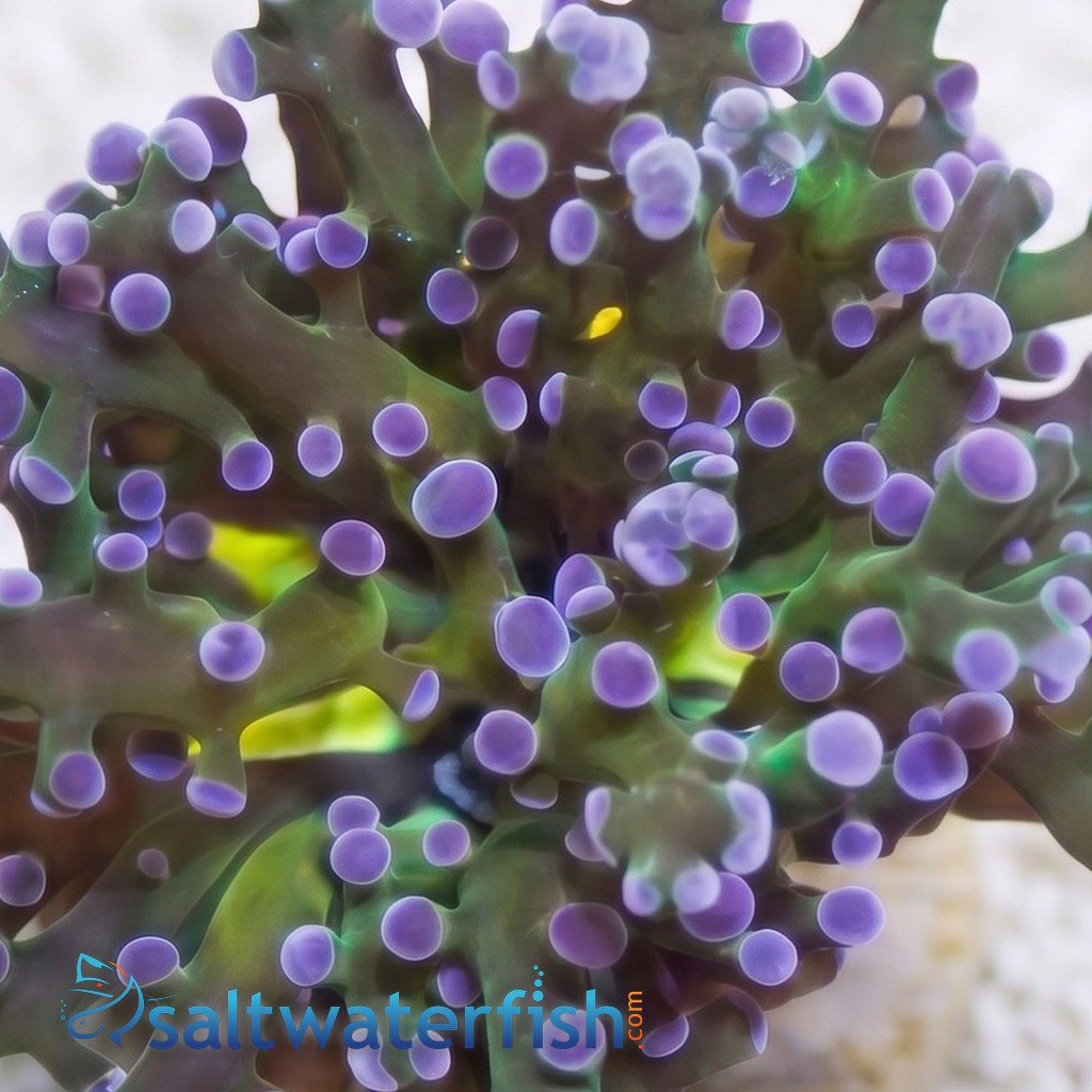 Octospawn Branching: Green w/ Purple Tips - Indo Pacific